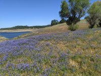 Lake with flowers.jpg