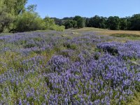 Lake with flowers2.jpg